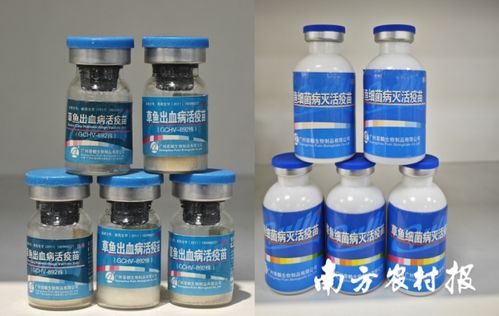 從解決 吃魚難 到助力 養(yǎng)好魚 ,推動(dòng)中國(guó)漁業(yè)可持續(xù)發(fā)展丨記珠江所創(chuàng)立70年